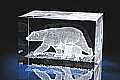 Polar bear and the bear cub